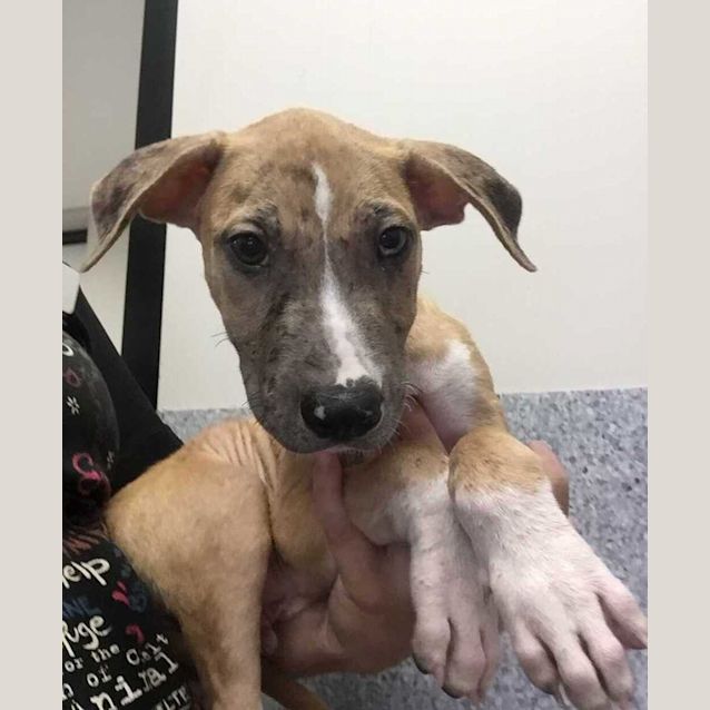 Photo of Paolo Puppucino