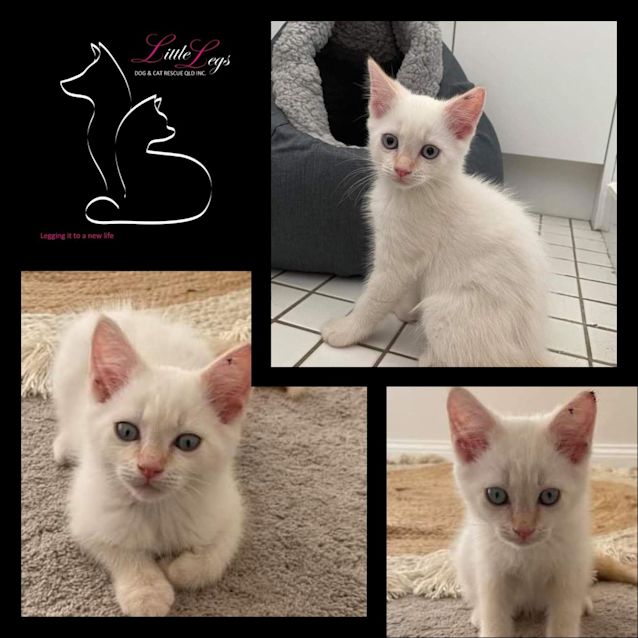 Photo of Apricot Sherbet