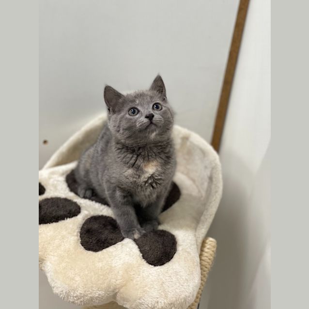 Photo of Smokey