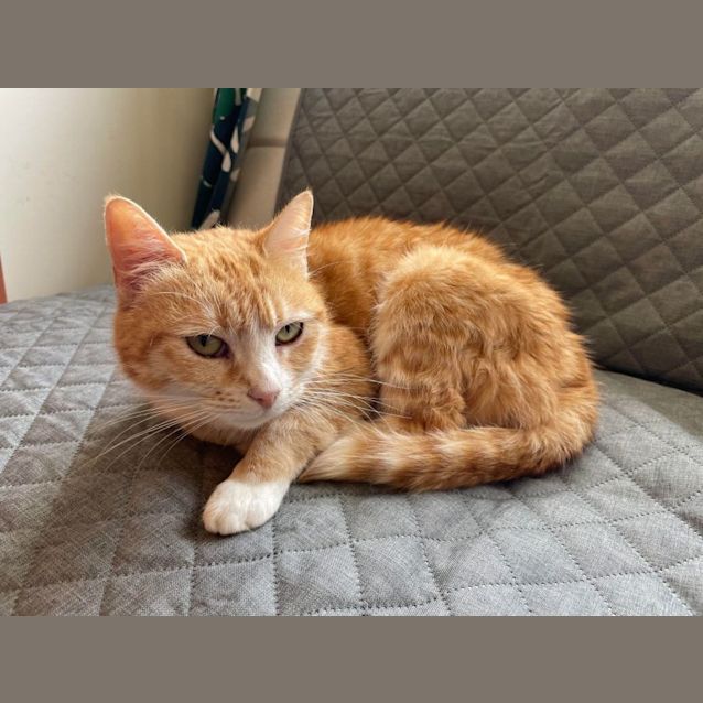 Photo of Peach