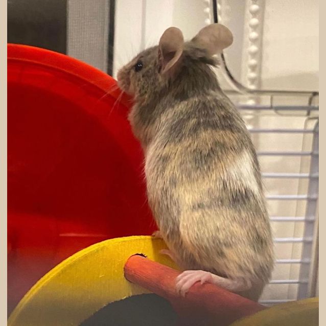 Photo of Nibbles And Twiggy