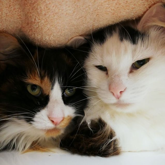 Photo of Dexter & Lola