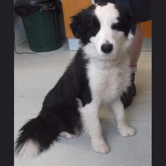 Photo of Chip
