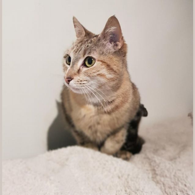 Photo of Lilly   Located In Avondale Heights