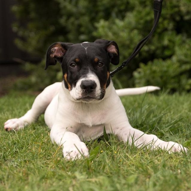 Photo of Padfoot 