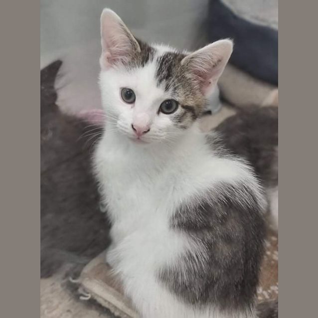 Photo of Sherlock