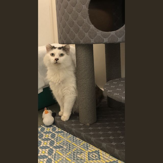 Photo of Peanut 
