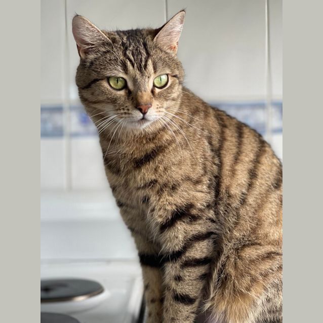 Photo of Milah **2nd Chance Cat Rescue**