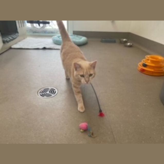 Photo of C964 Champers