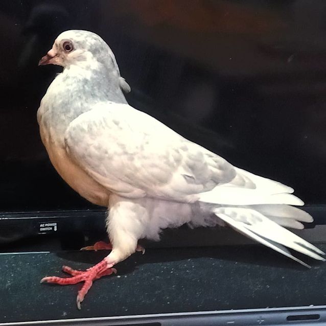 Photo of Hapenny Fathing