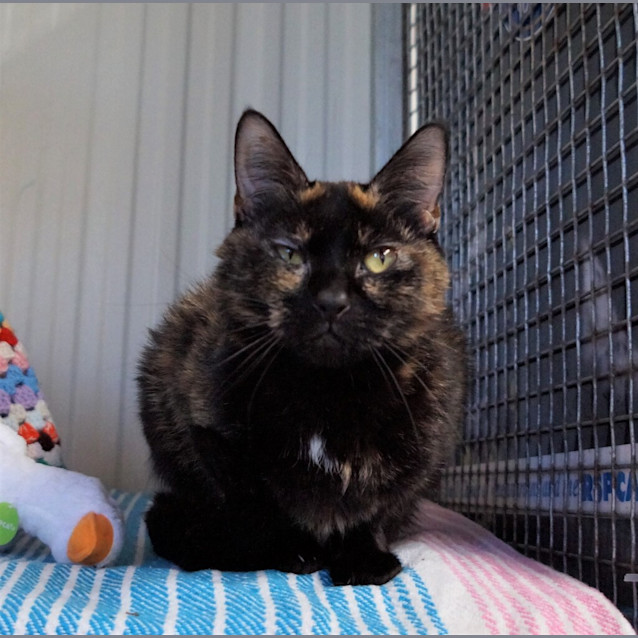 Photo of Piper