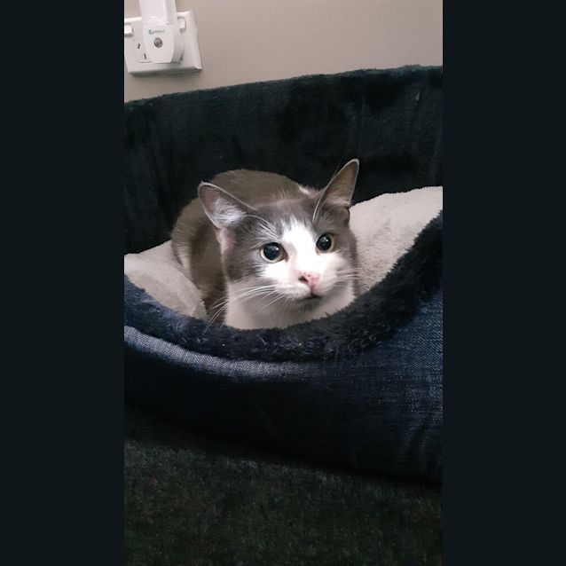 Photo of Pebbles