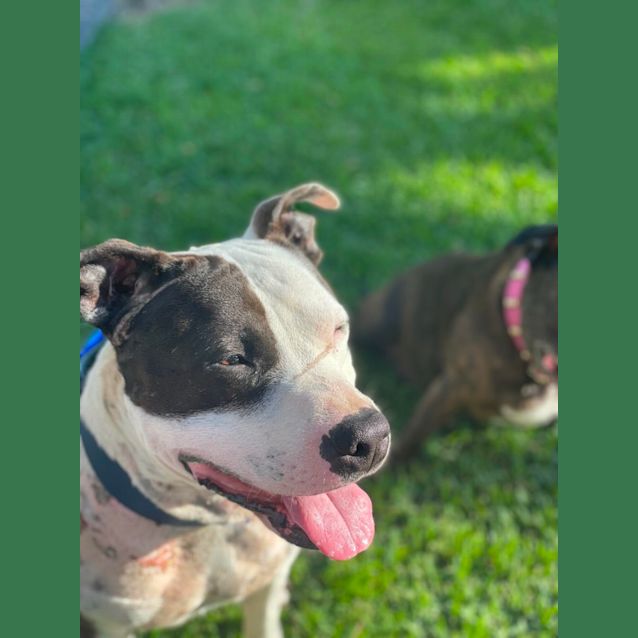 Photo of Lucky ~ 2.5yr Old American Staffy(on Trial 15/12)