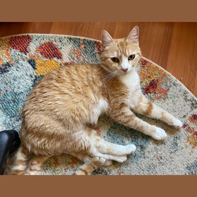 Photo of Peach