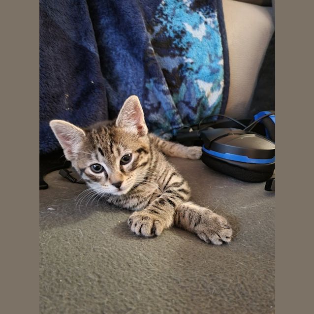 Photo of Belle (Was Bayne)