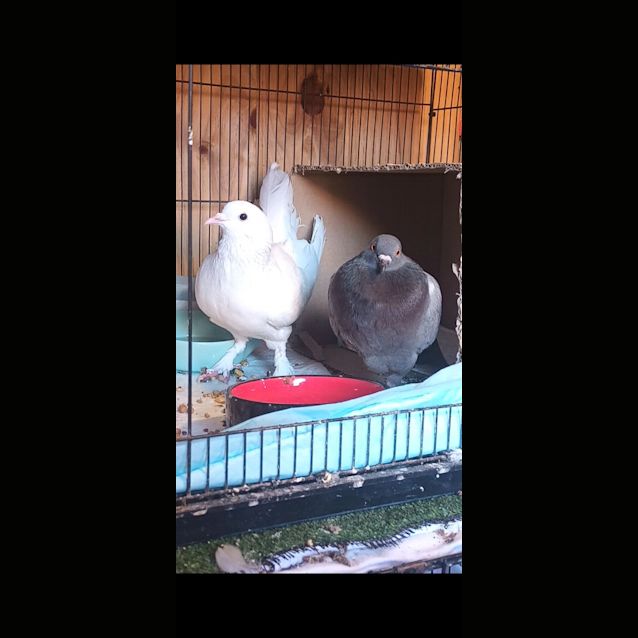 Photo of Lavander Latte & Syrup