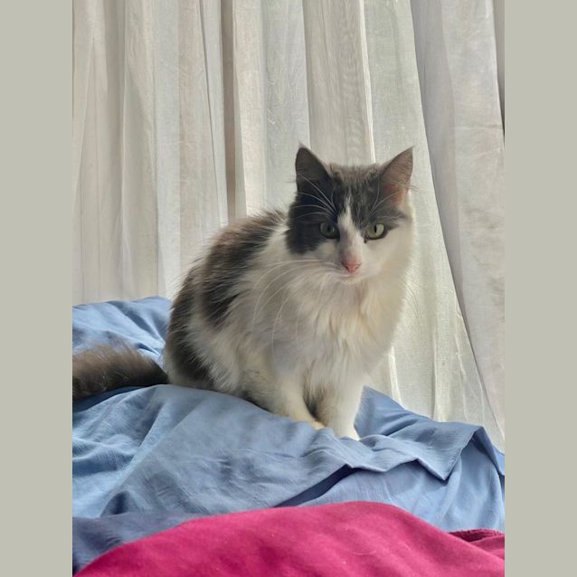 Photo of Oreo 🎀
