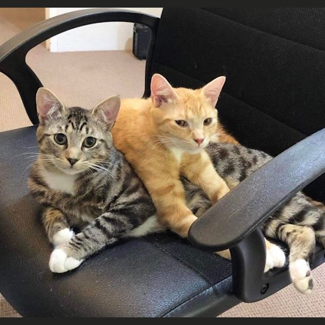 Photo of Iceman And Goose