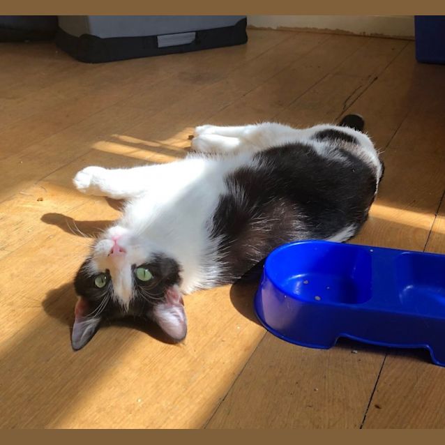 Photo of Texas Sta008721