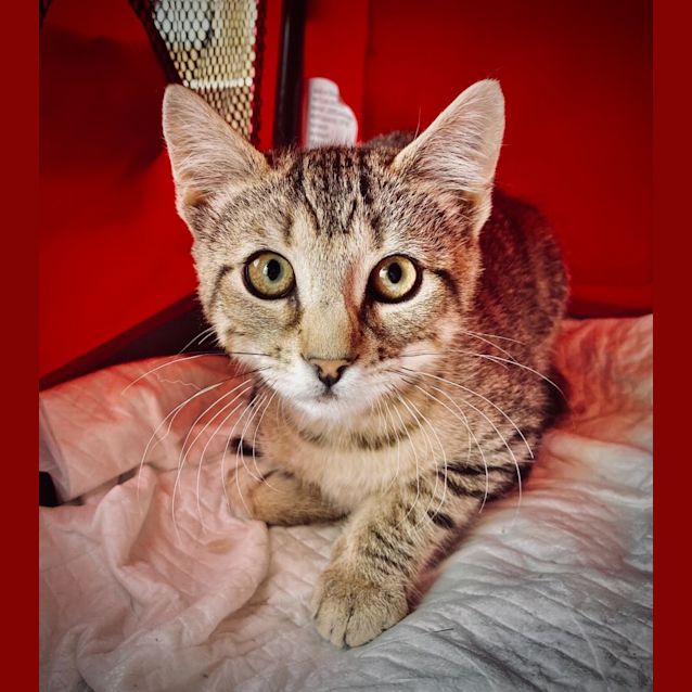 Photo of Chilli Bean