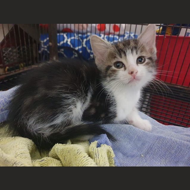 Photo of Phoenix 