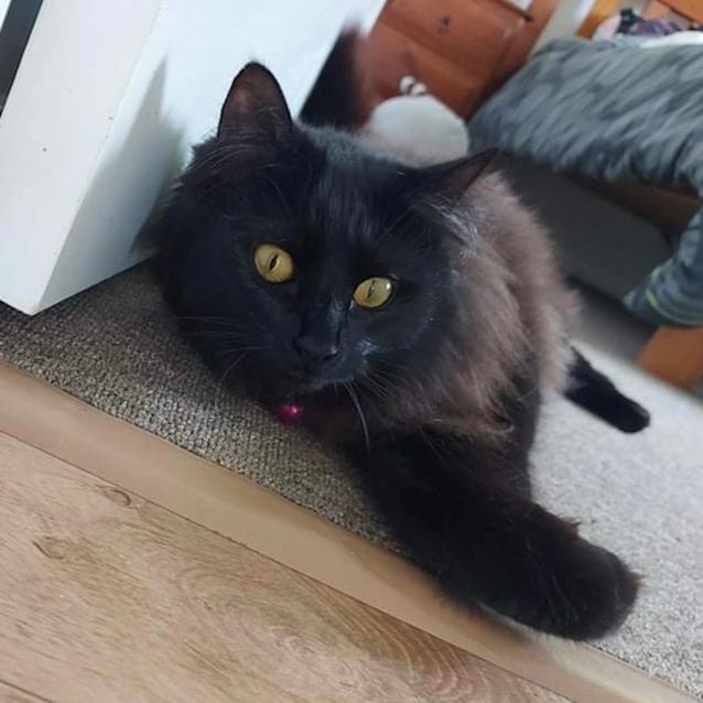 Photo of Sally 🐈‍⬛