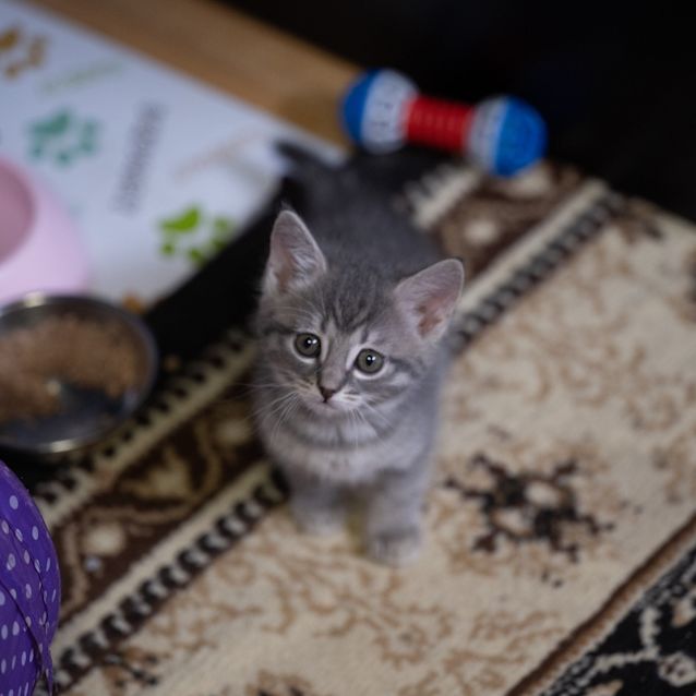 Photo of Prickles