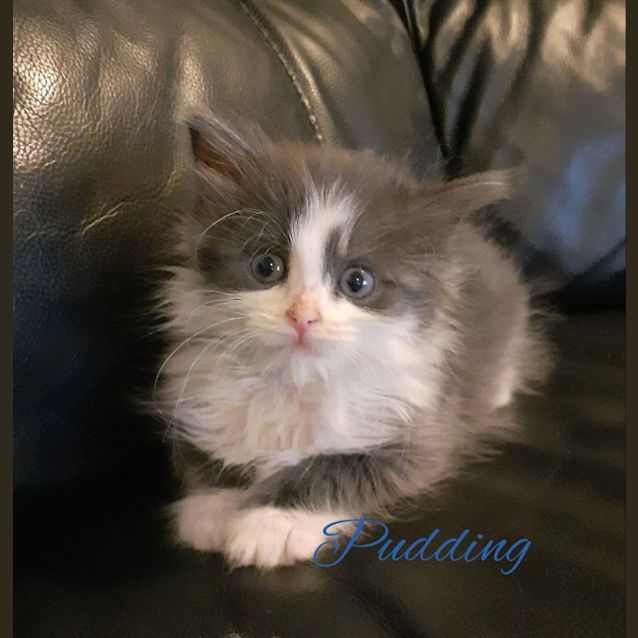 Photo of Pudding 
