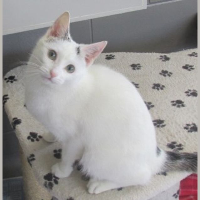 Photo of Nyla