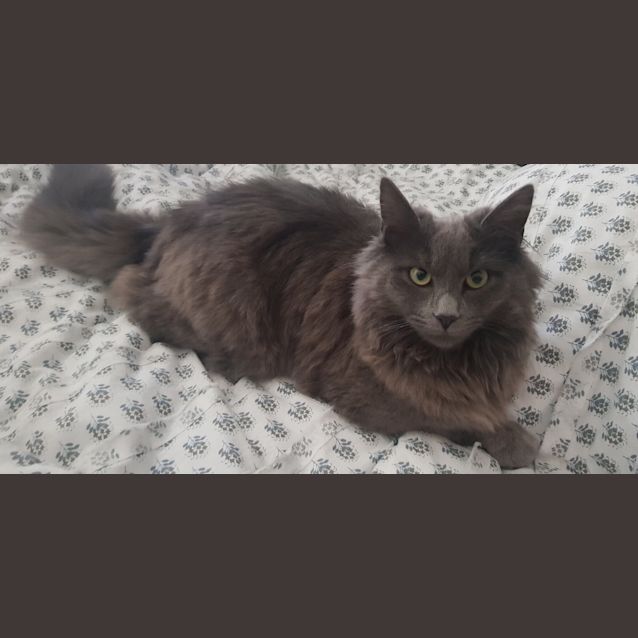 Photo of Museli