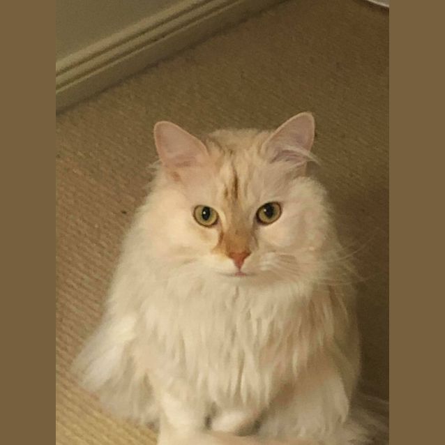 Photo of Shifu