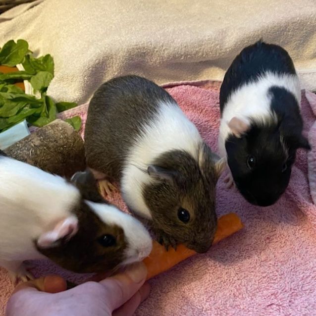 Photo of Scooter, Sunny And Lucky