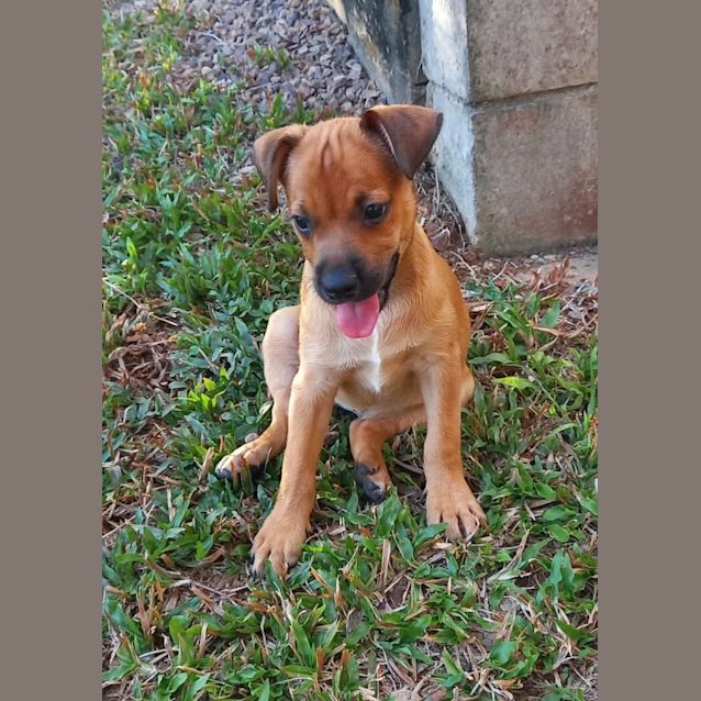 Photo of Ginger Spice