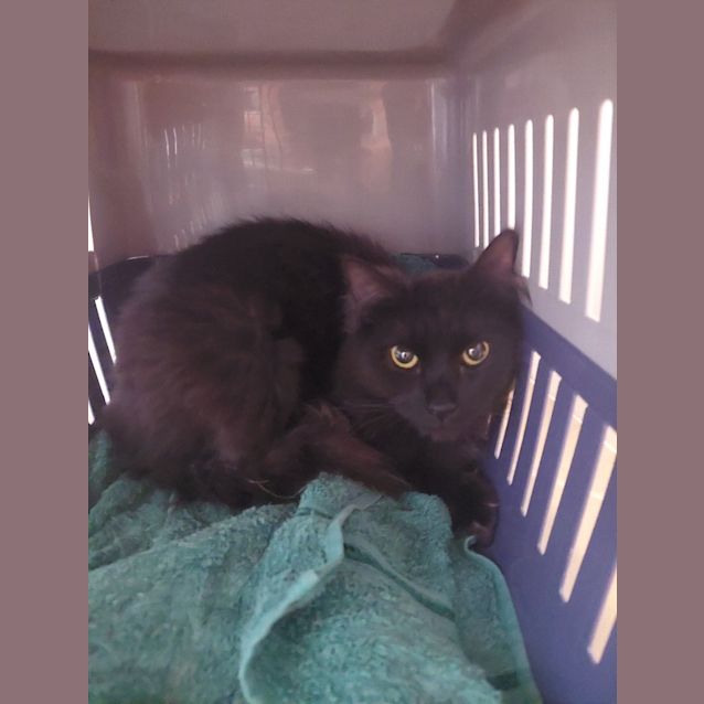 Photo of Calvin (Previously Cheese)