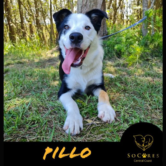 Photo of Pillo
