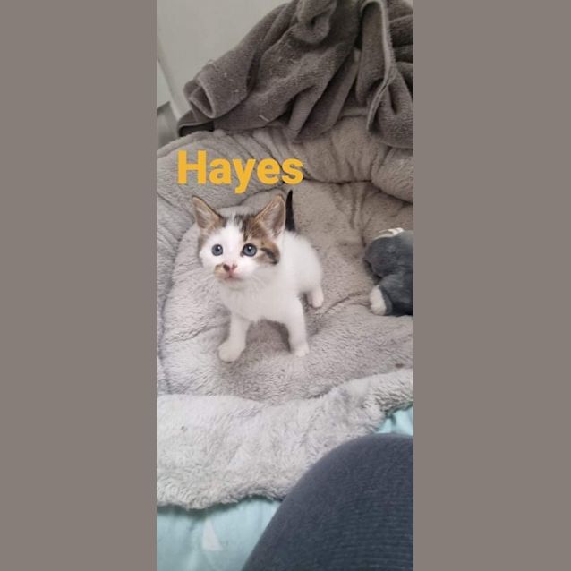 Photo of Hayes