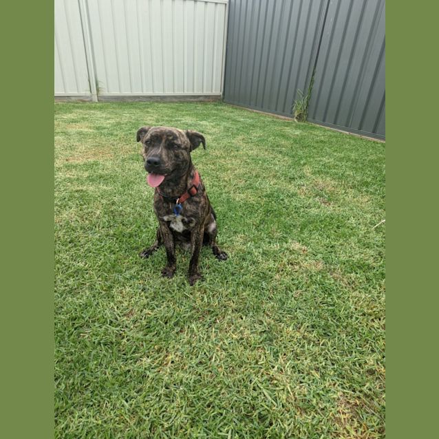 Photo of Axel ~ 7mo Staffy X(adoption Pend. 30/12/21)