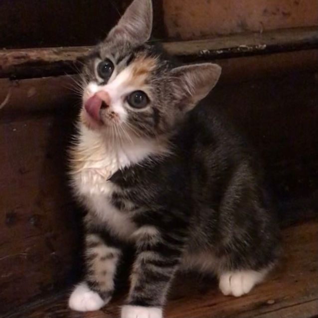 Photo of Moo Moo & Mr Magoo