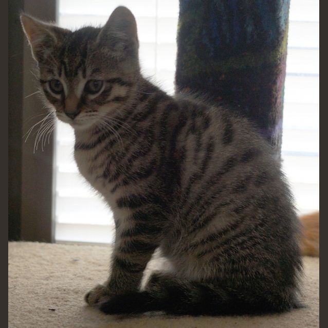 Photo of Otis