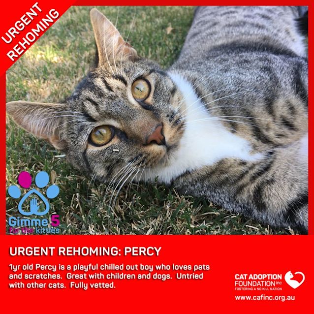 Photo of Percy