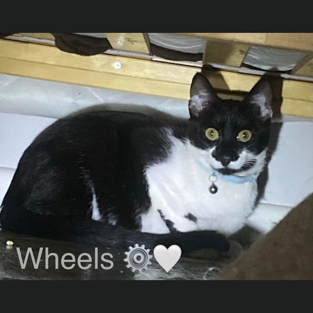 Photo of Wheels