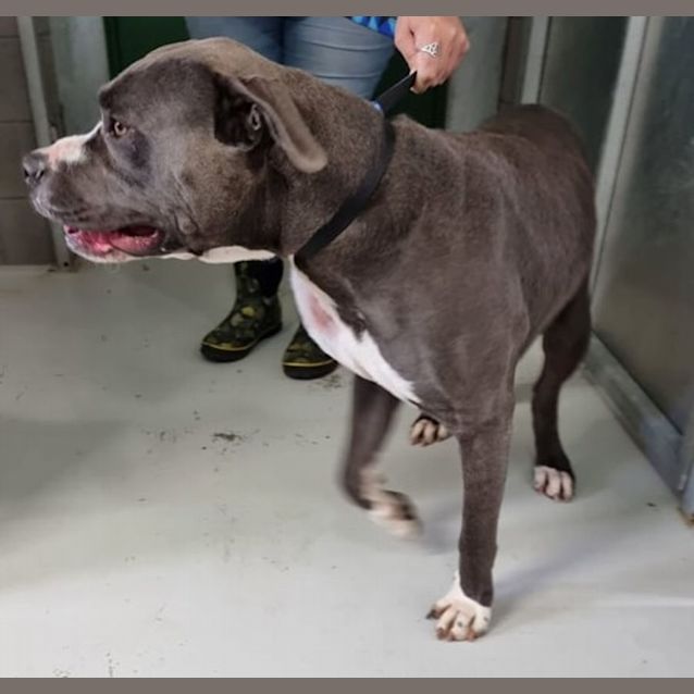 Photo of Tank