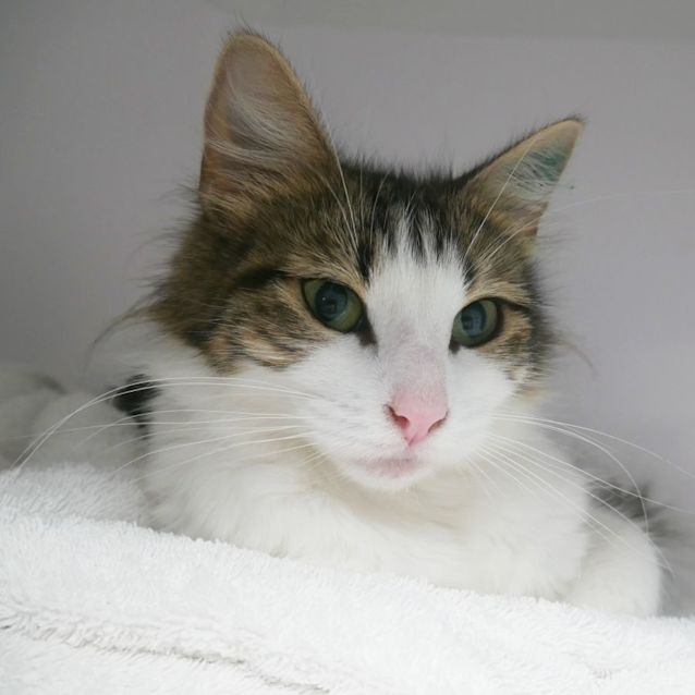 Photo of Olive Sta008939