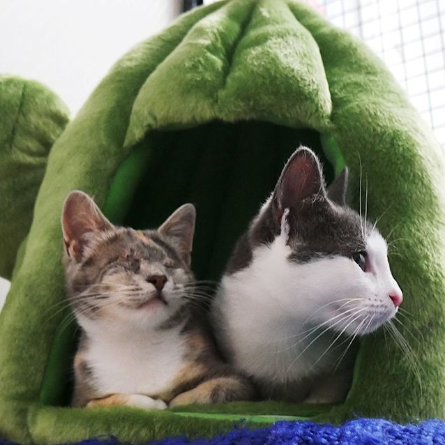 Photo of Mandy And Candy Suk009108 & Suk009110