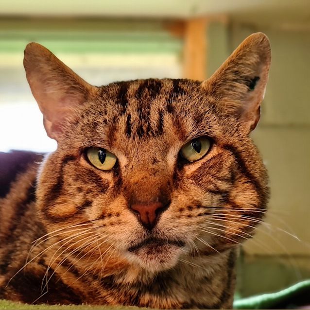 Photo of Dax