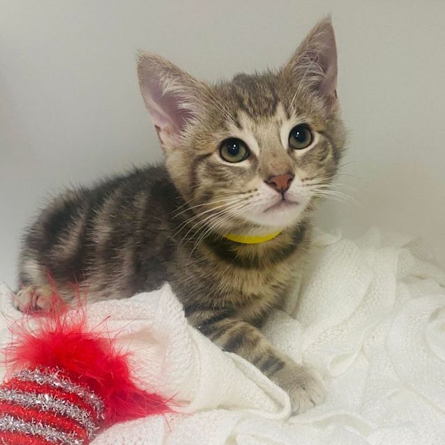 Photo of Sawyer   Located In Templestowe