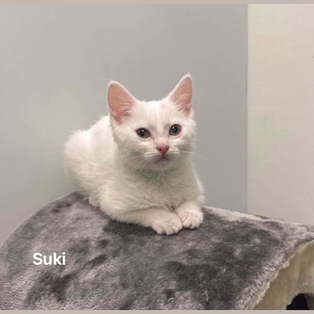 Photo of Suki