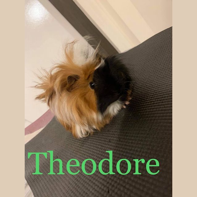 Photo of Theodore