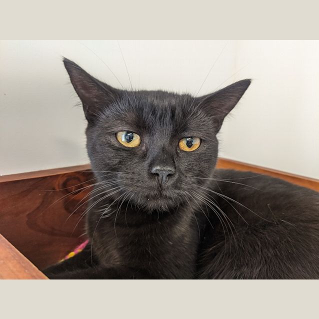 Photo of Nova