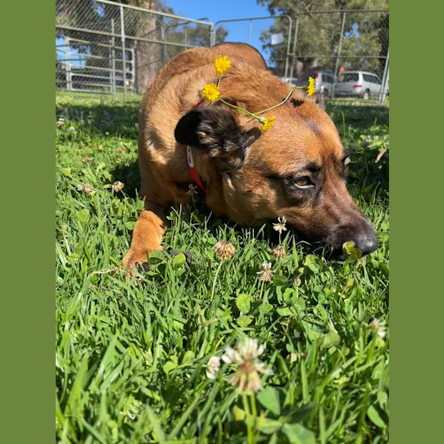 Photo of Luna